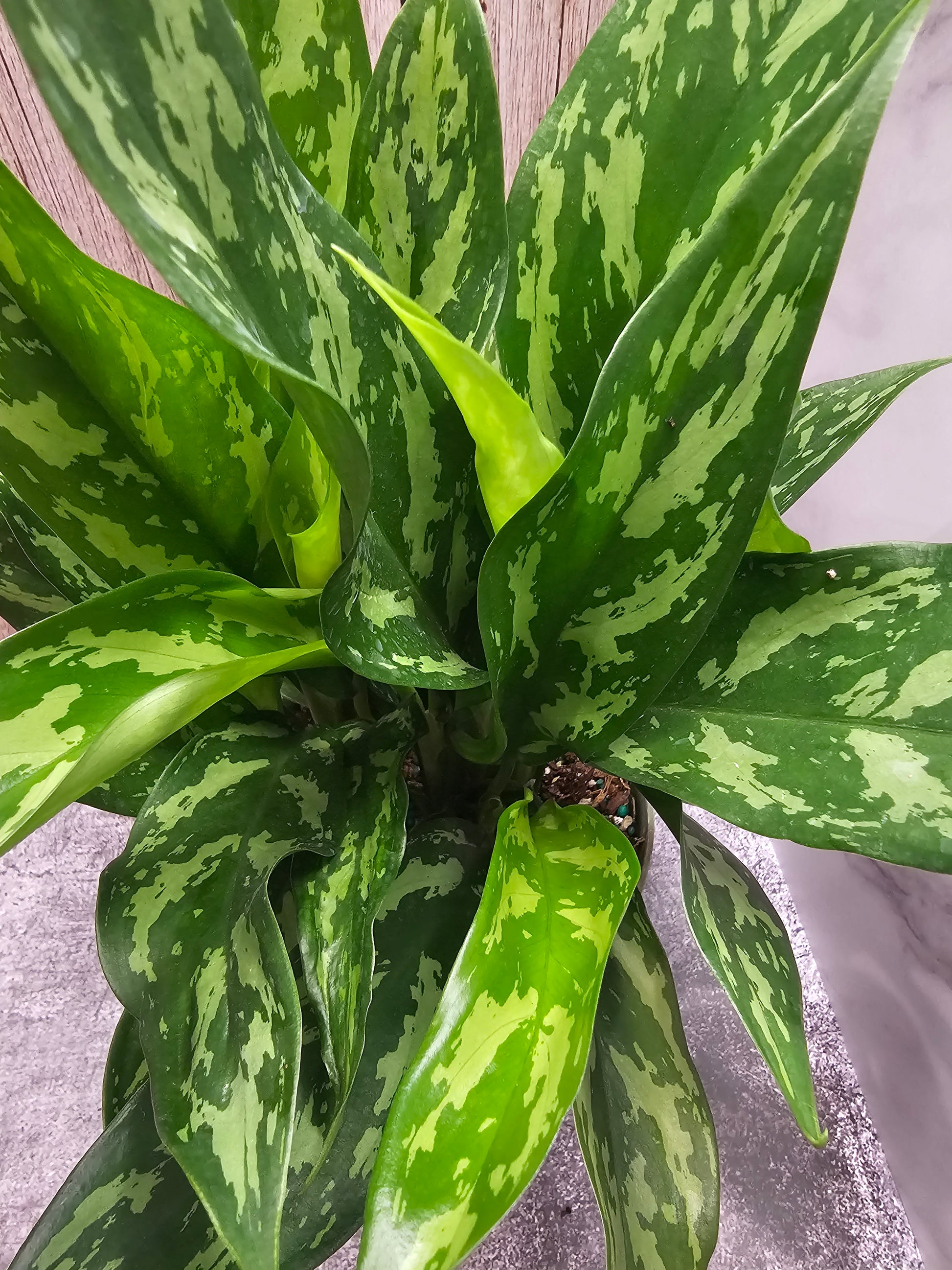 aglaonema marie Aglaonema Mary Ann in growers pot – Oasis Gardens