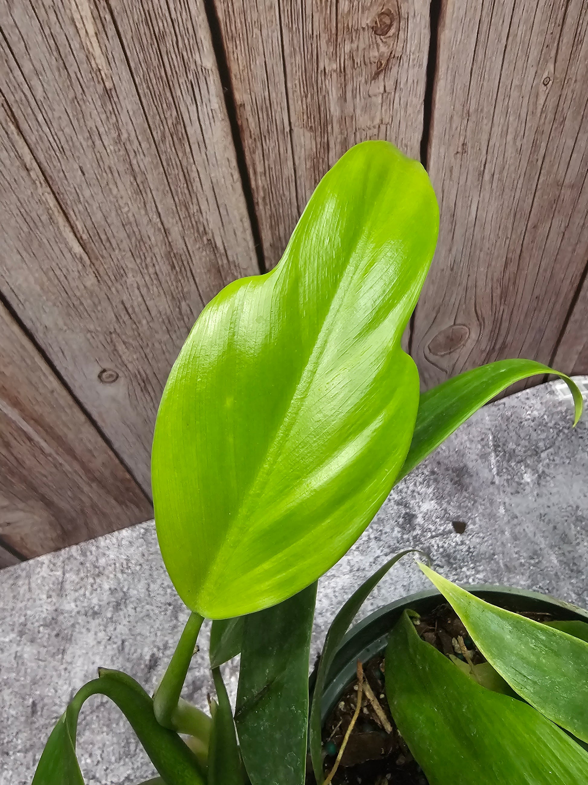 philodendron panduriforme fiddle leaf Philodendron Panduriforme in growers pot – Oasis Gardens
