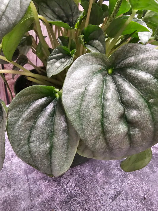 Peperomia Frost in growers pot