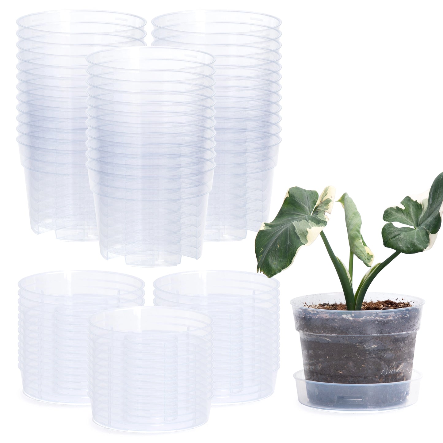 Clear Nursery Pot with An Interlocking Saucer, 4" X 3.5"
