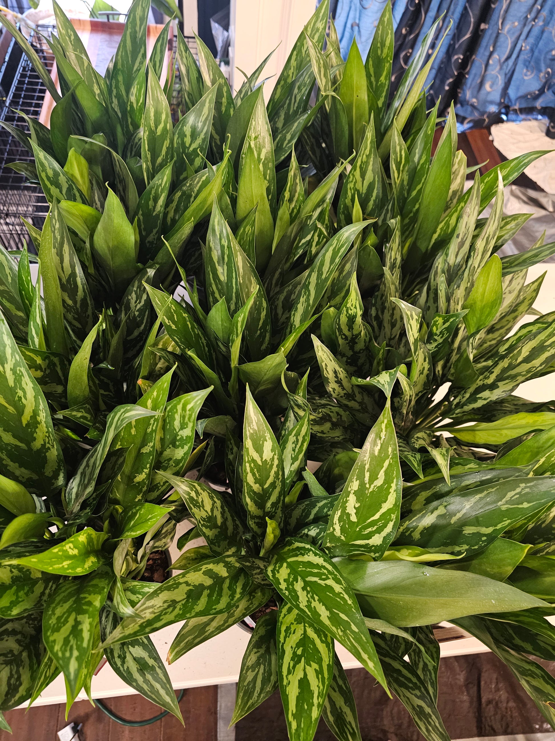 aglaonema juliet Aglaonema Juliette in growers pot – Oasis Gardens