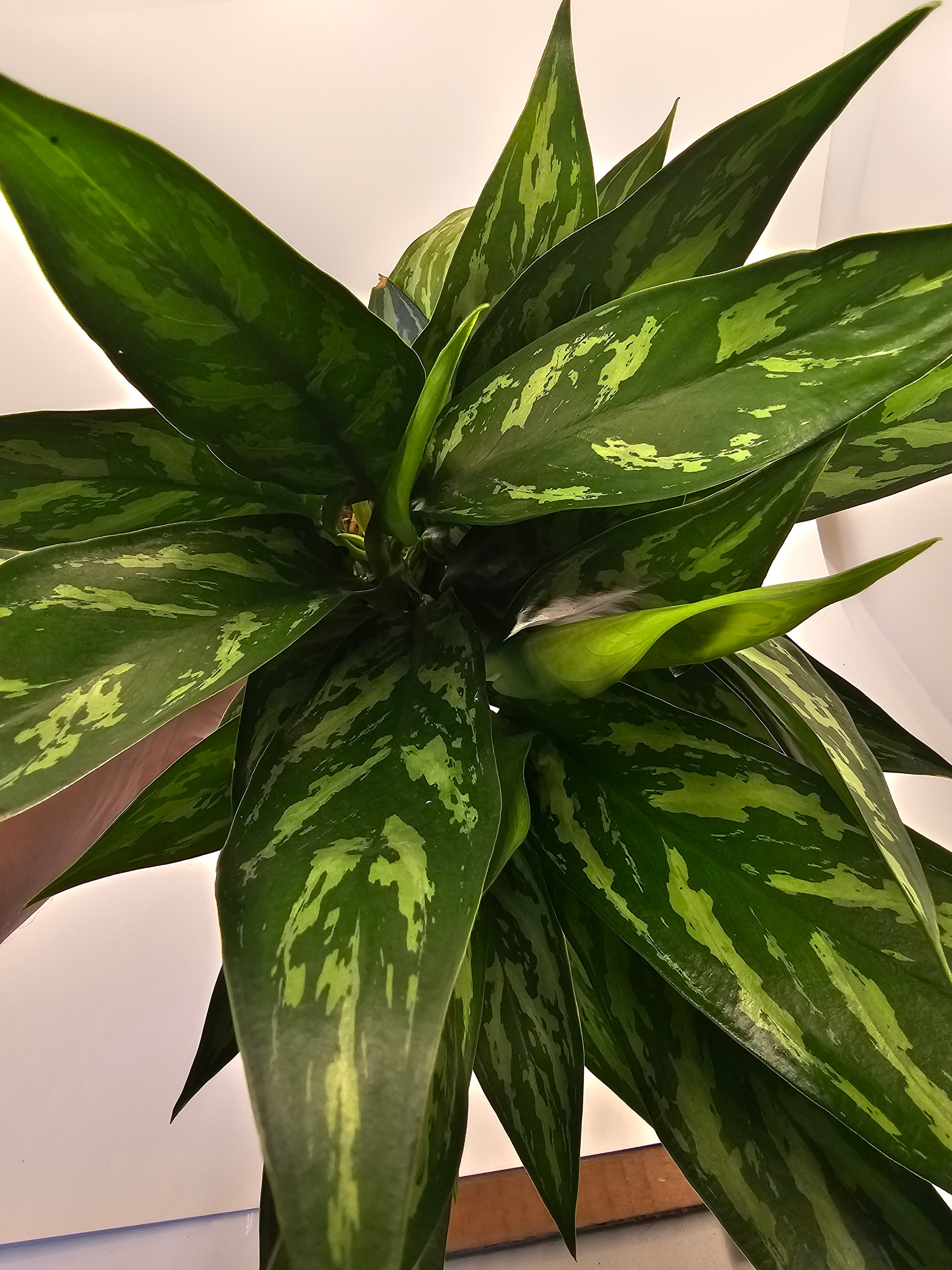 juliette aglaonema Aglaonema Juliette in growers pot – Oasis Gardens