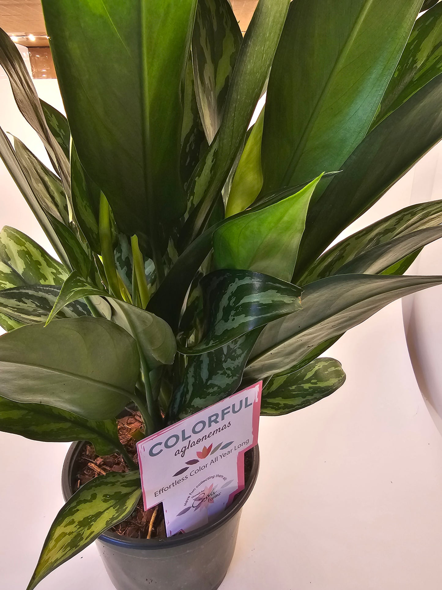 Aglaonema Juliette in growers pot