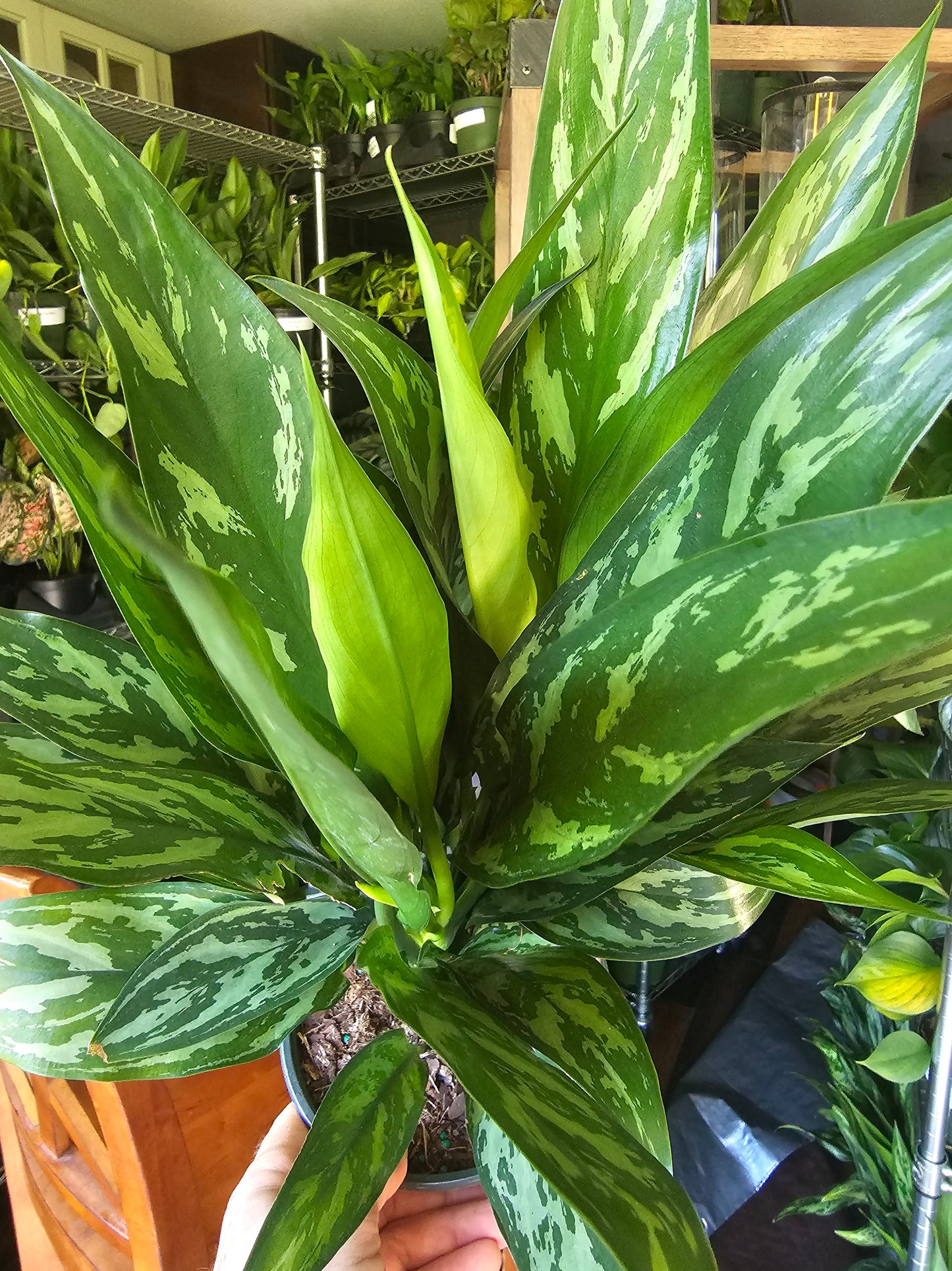 Aglaonema Juliette in growers pot