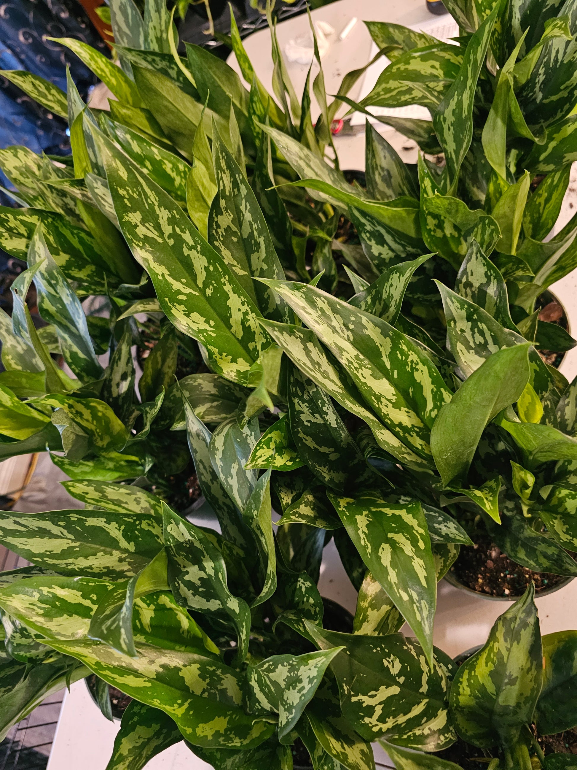aglaonema neon green Aglaonema Mary Ann in growers pot – Oasis Gardens