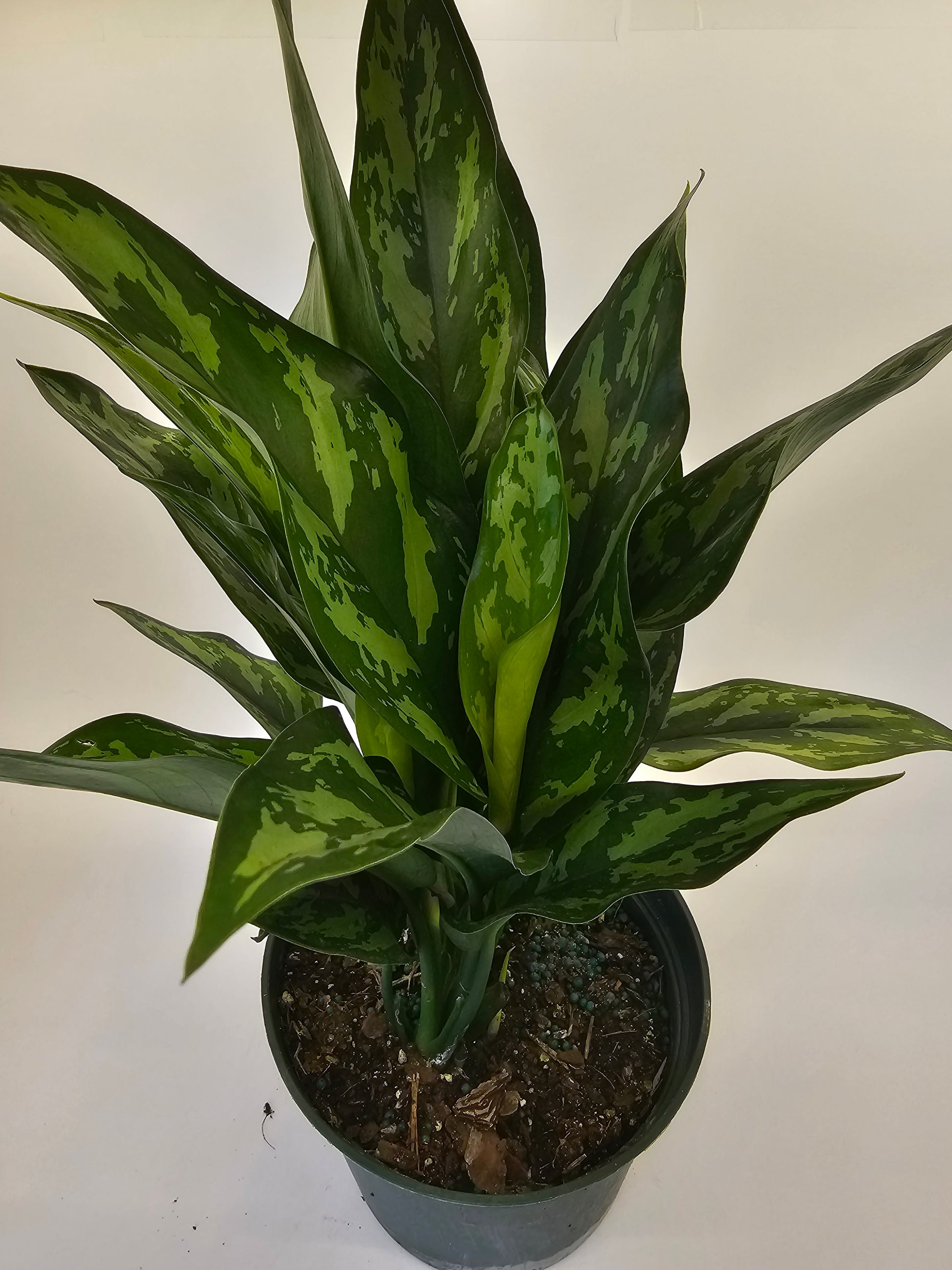 aglaonema mary anne Aglaonema Mary Ann in growers pot – Oasis Gardens