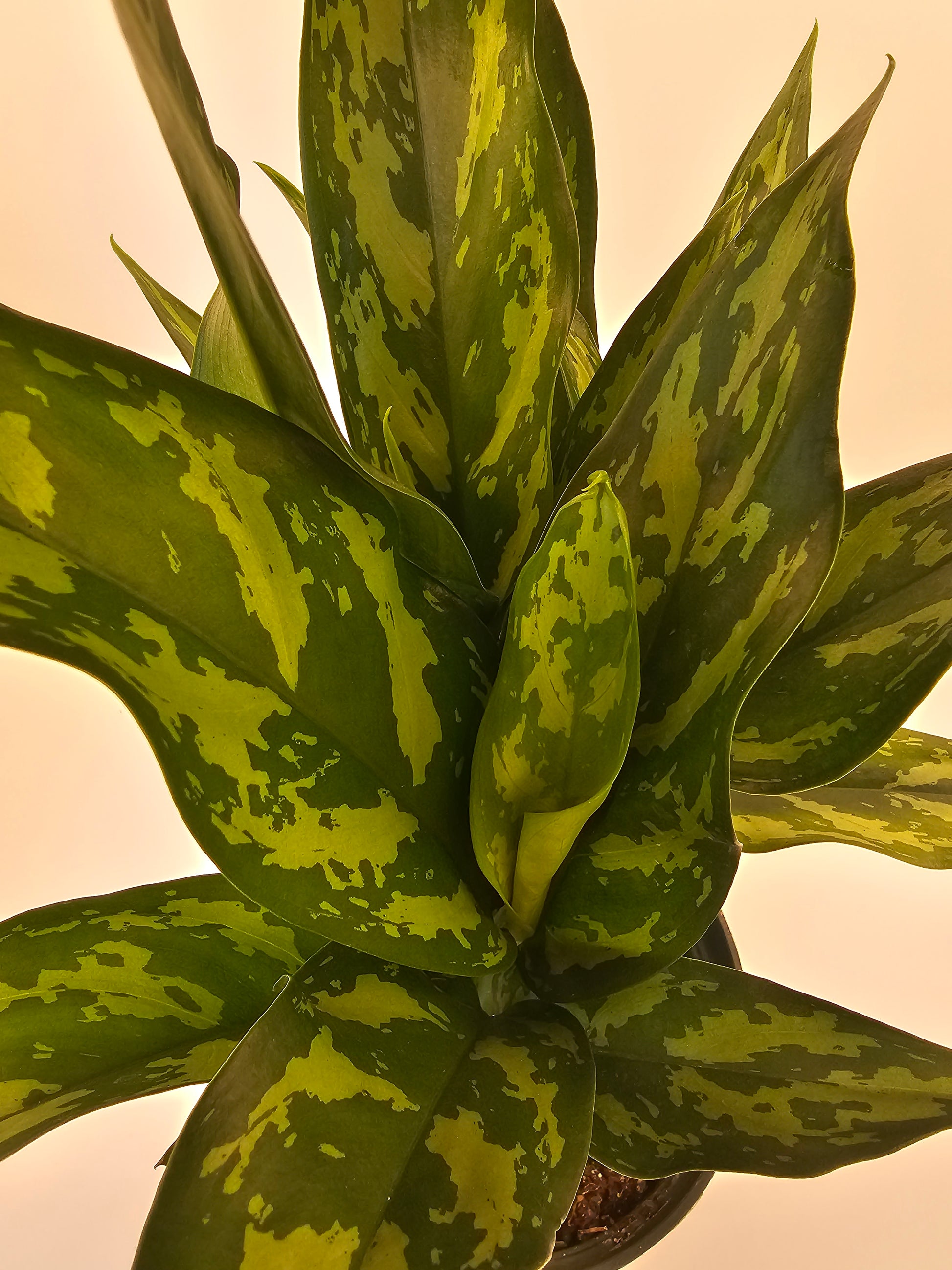 aglaonema maria yellow leaves Aglaonema Mary Ann in growers pot – Oasis Gardens