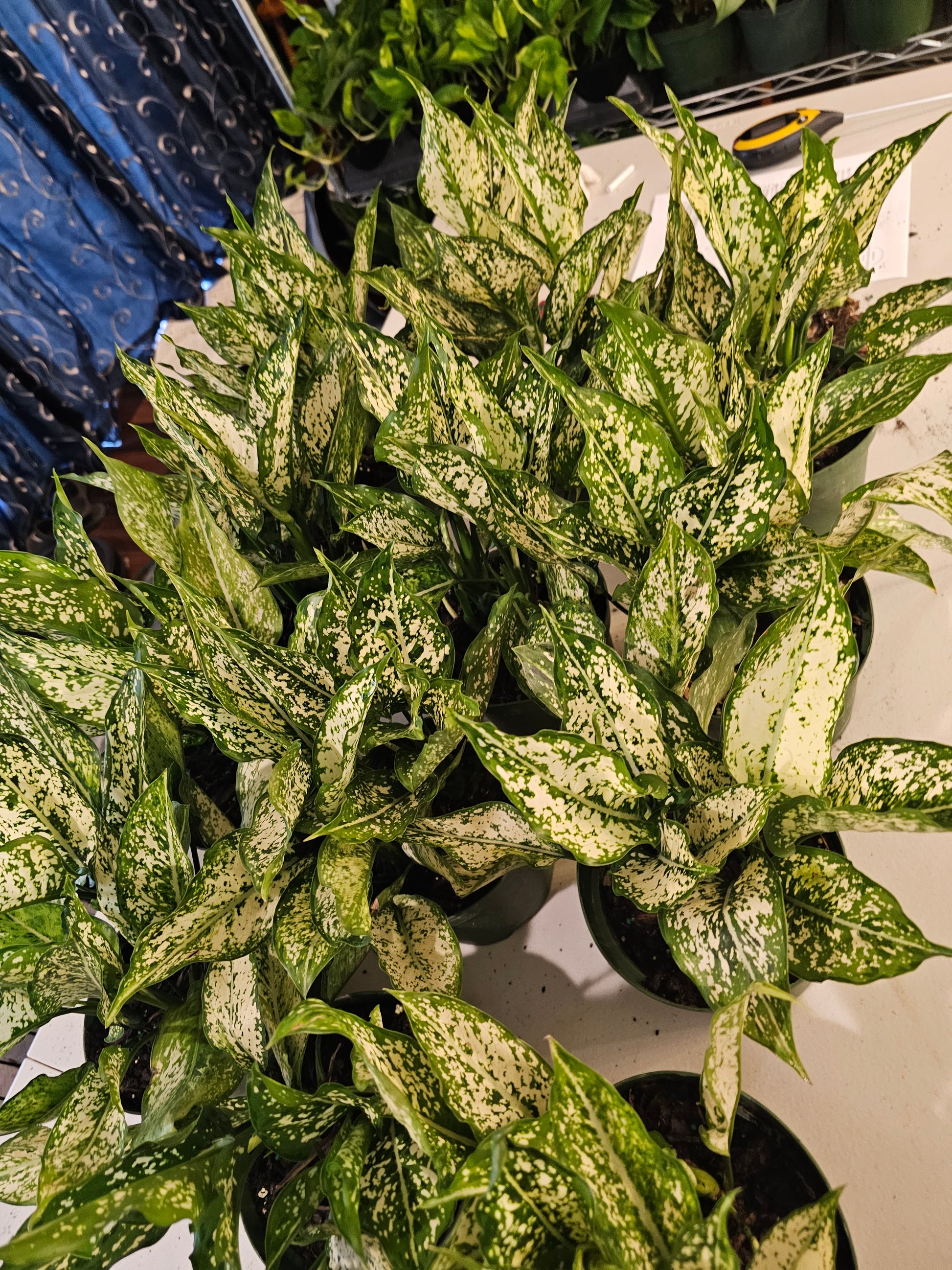 aglaonema osaka white care Aglaonema Osaka in growers pot – Oasis Gardens