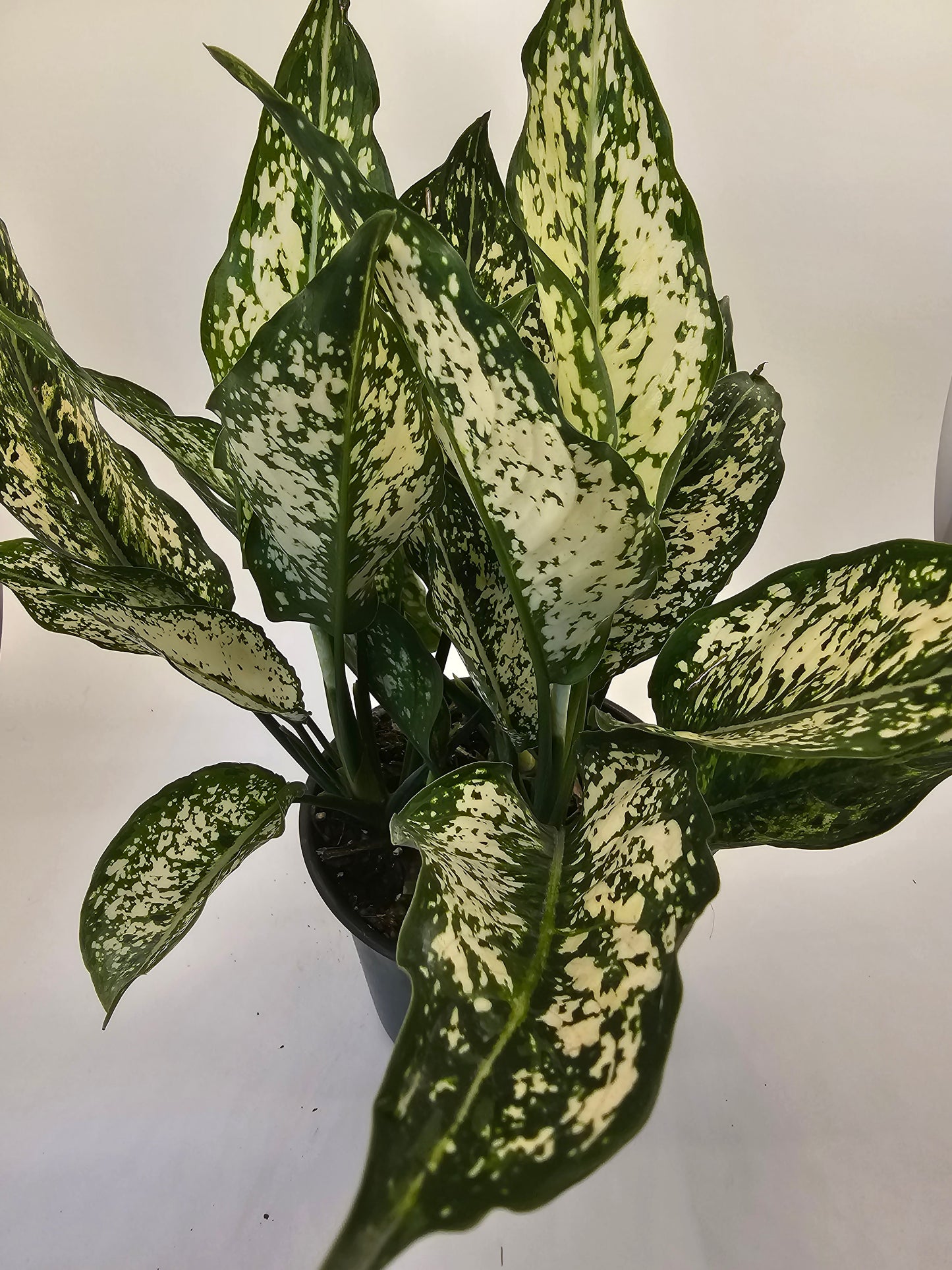 aglaonema growers Aglaonema Osaka in growers pot – Oasis Gardens
