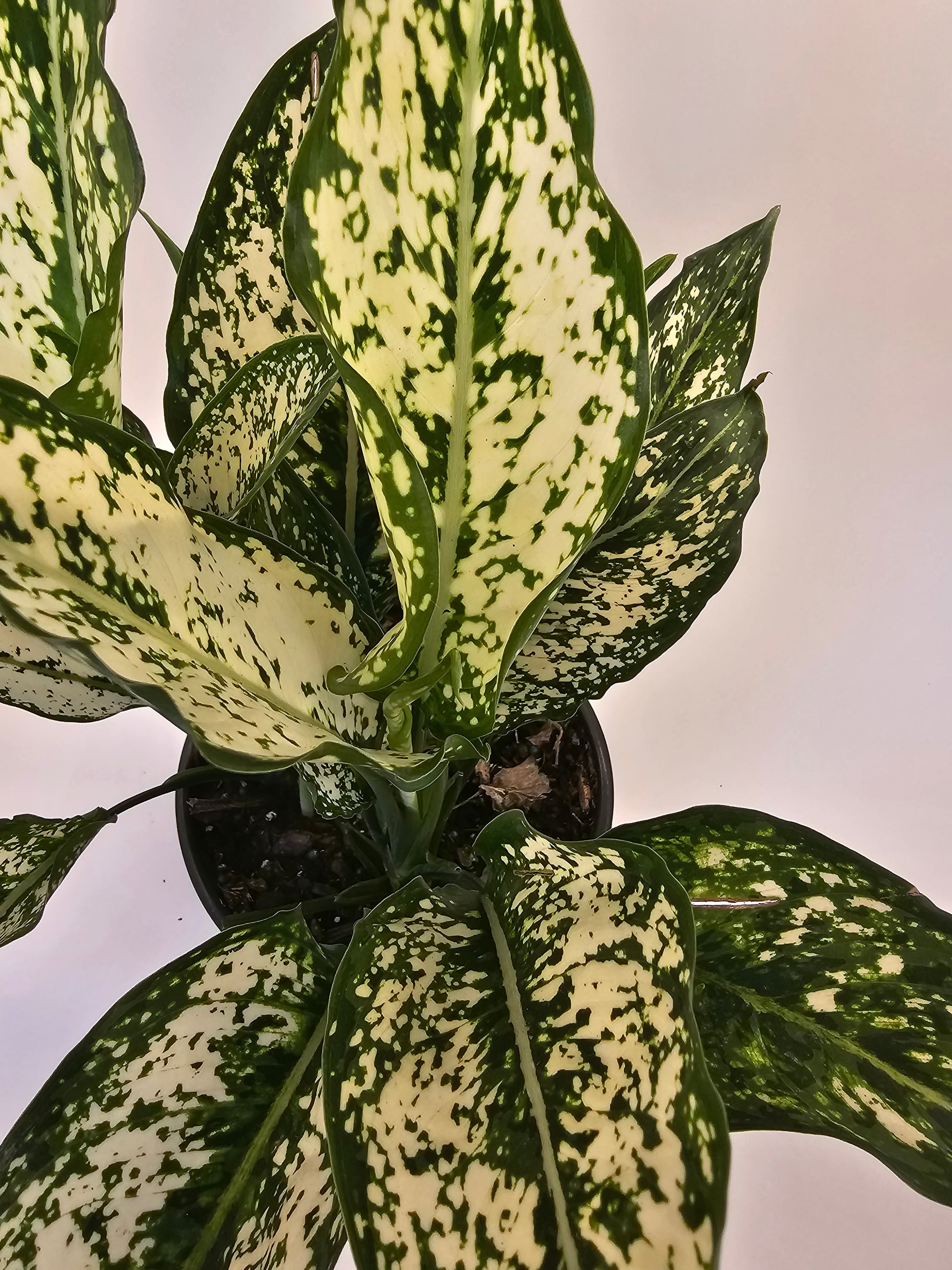 aglaonema osaka white care Aglaonema Osaka in growers pot – Oasis Gardens