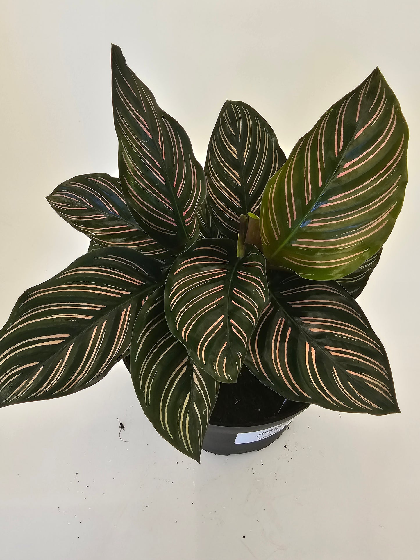 Calathea Ornata in growers pot