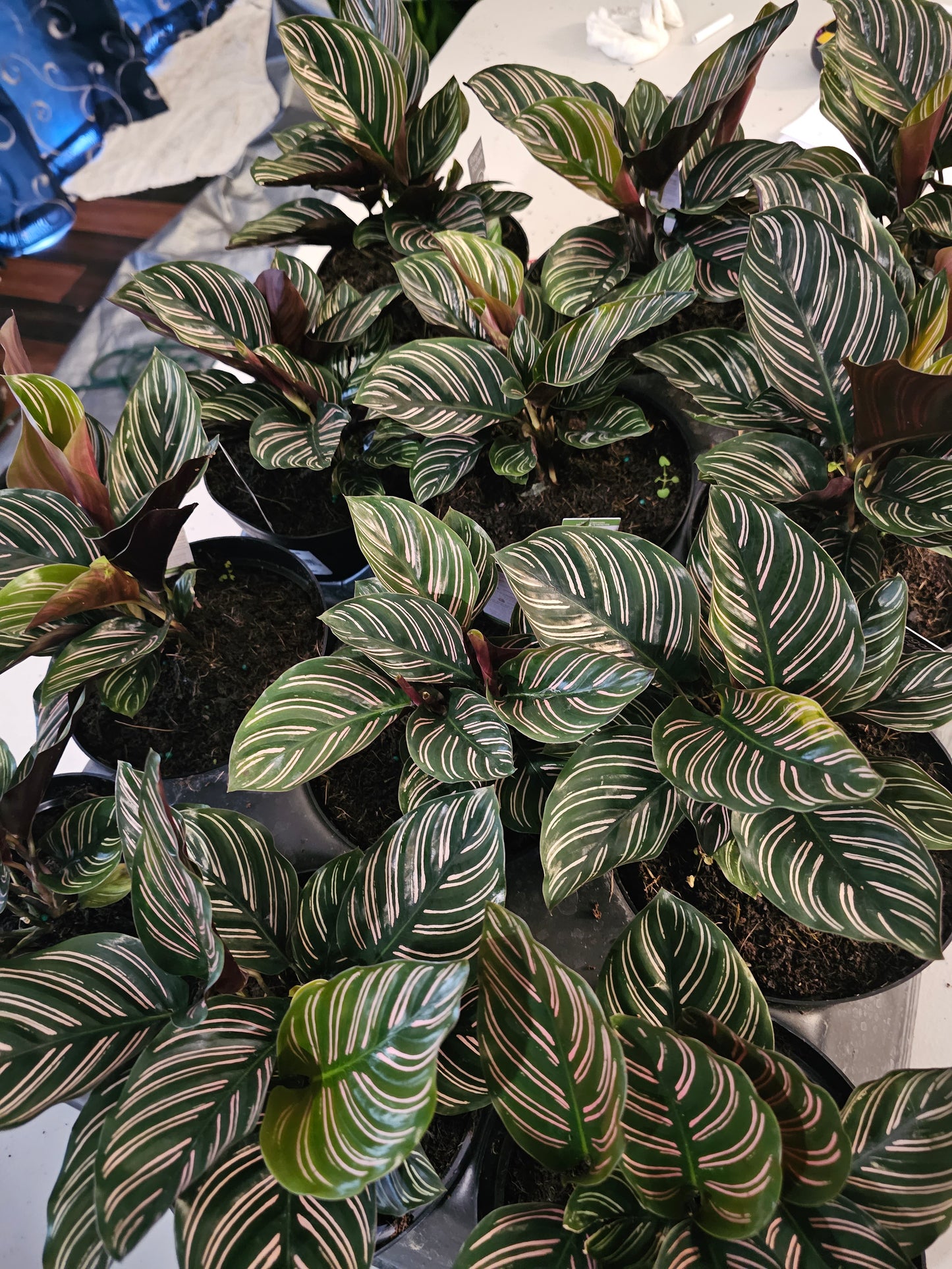 Calathea Ornata in growers pot
