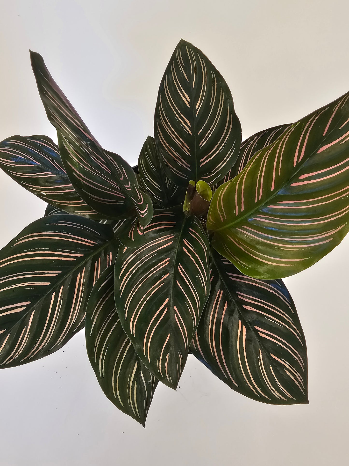 Calathea Ornata in growers pot