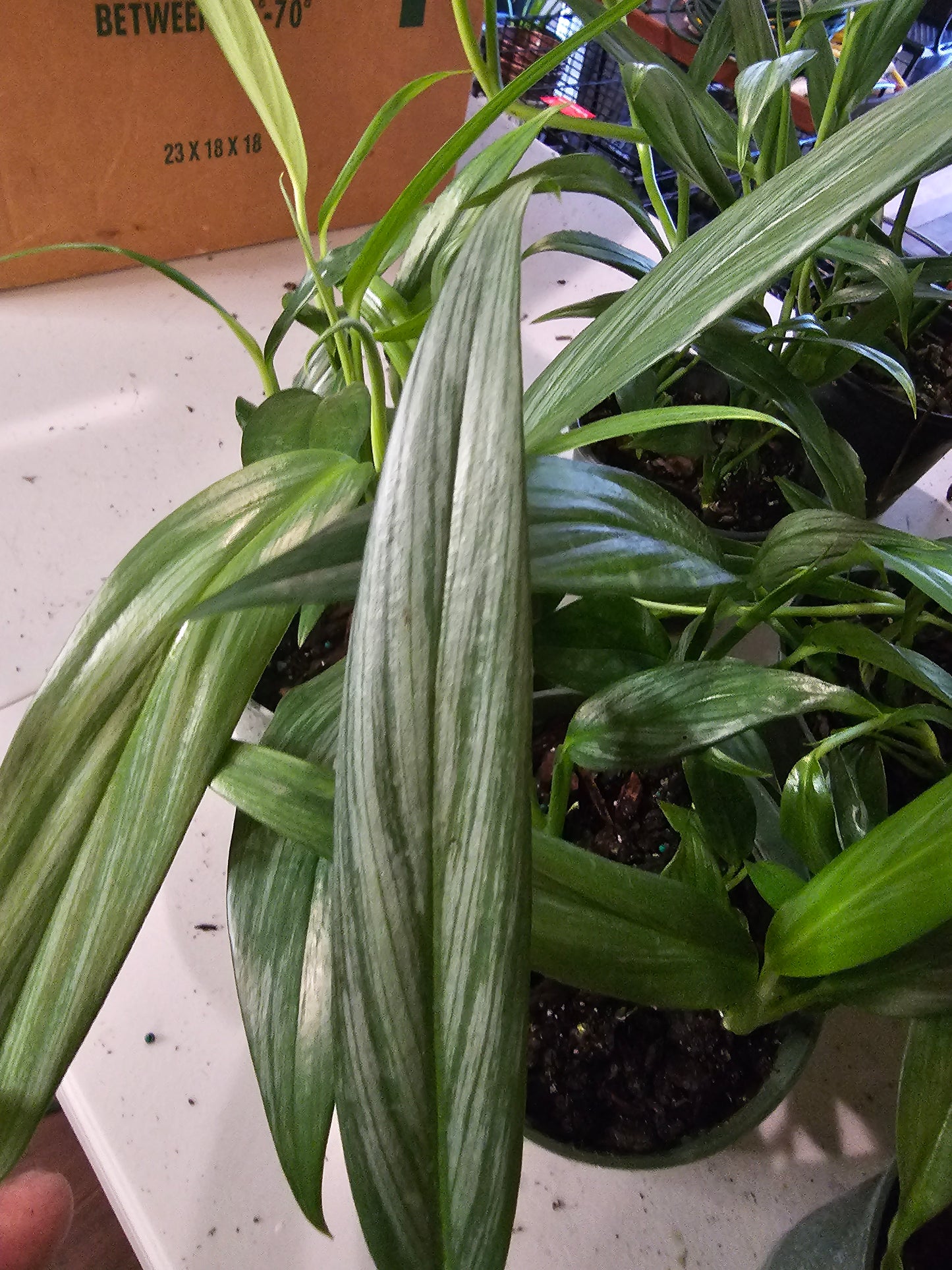 Epipremnum Amplissimum in growers pot