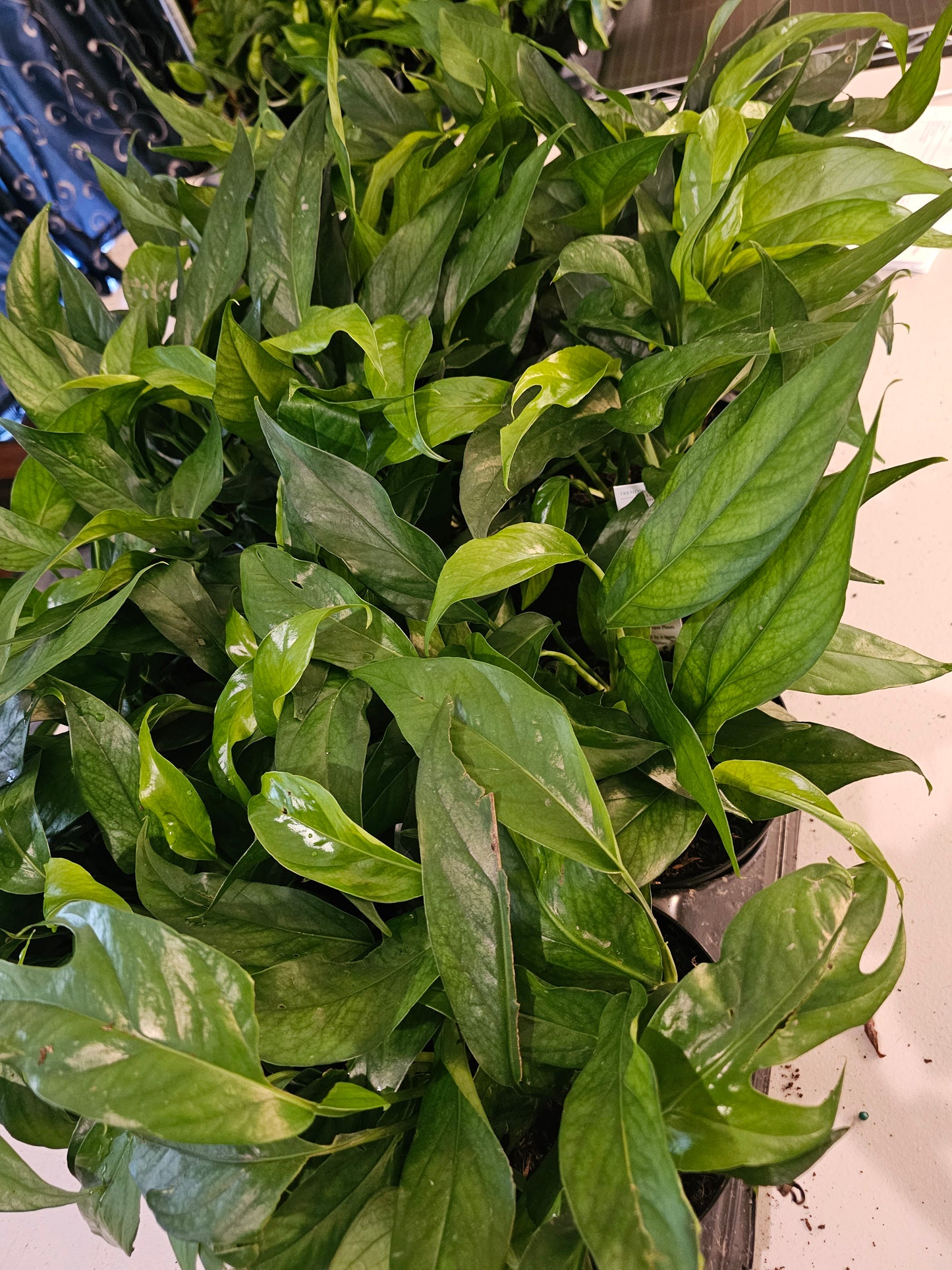 Epipremnum Baltic Blue in growers pot