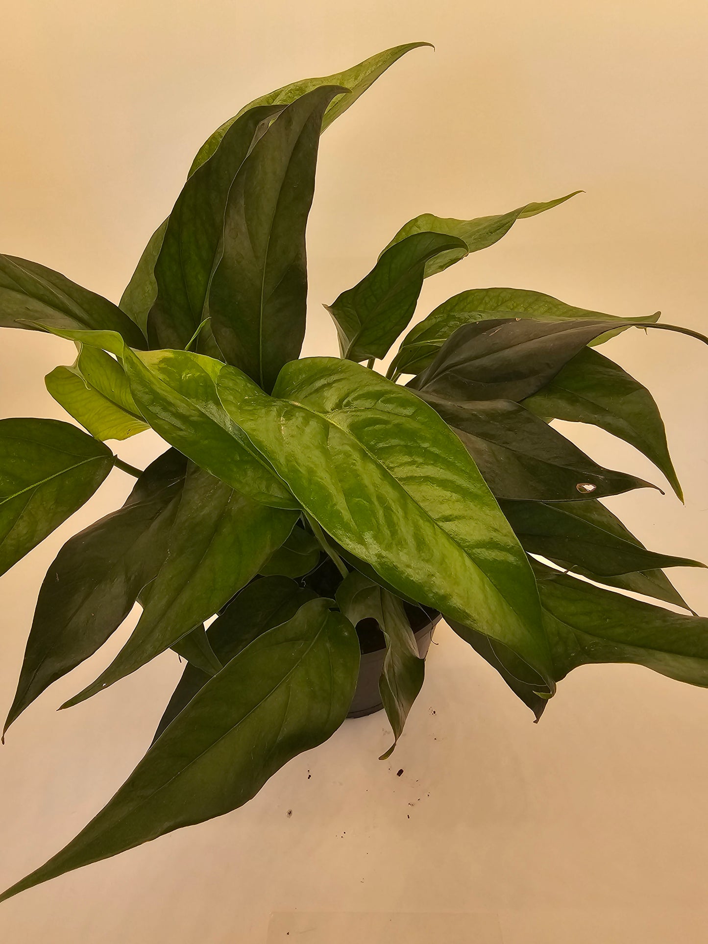 Epipremnum Baltic Blue in growers pot