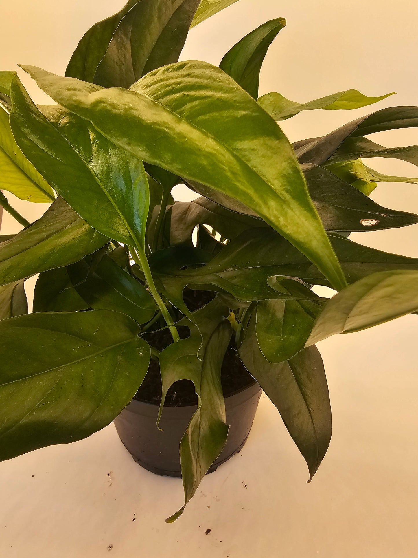 Epipremnum Baltic Blue in growers pot