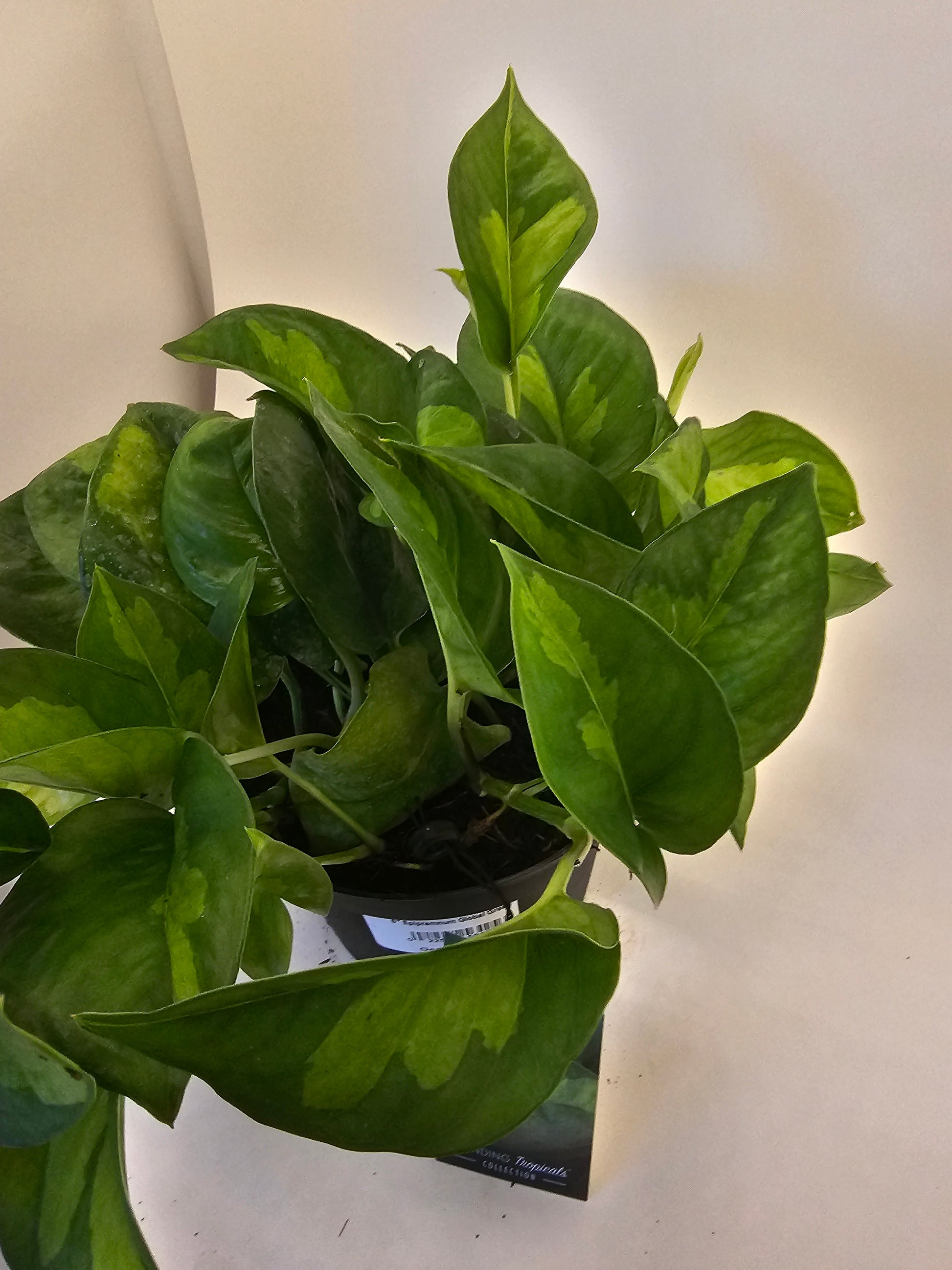 emerald pothos vs global green Epipremnum Global Green in growers pot – Oasis Gardens
