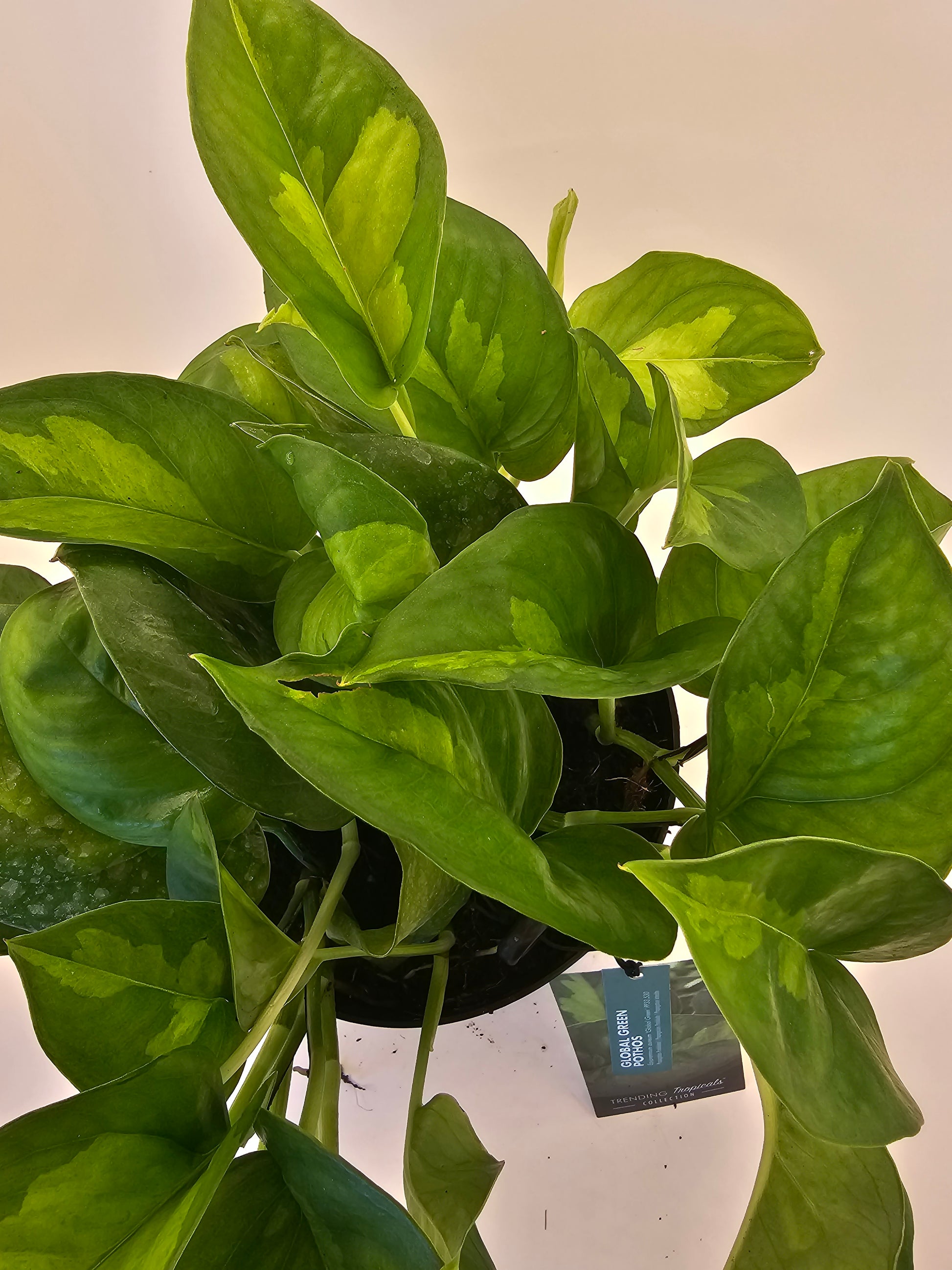global green pothos costa farms Epipremnum Global Green in growers pot – Oasis Gardens