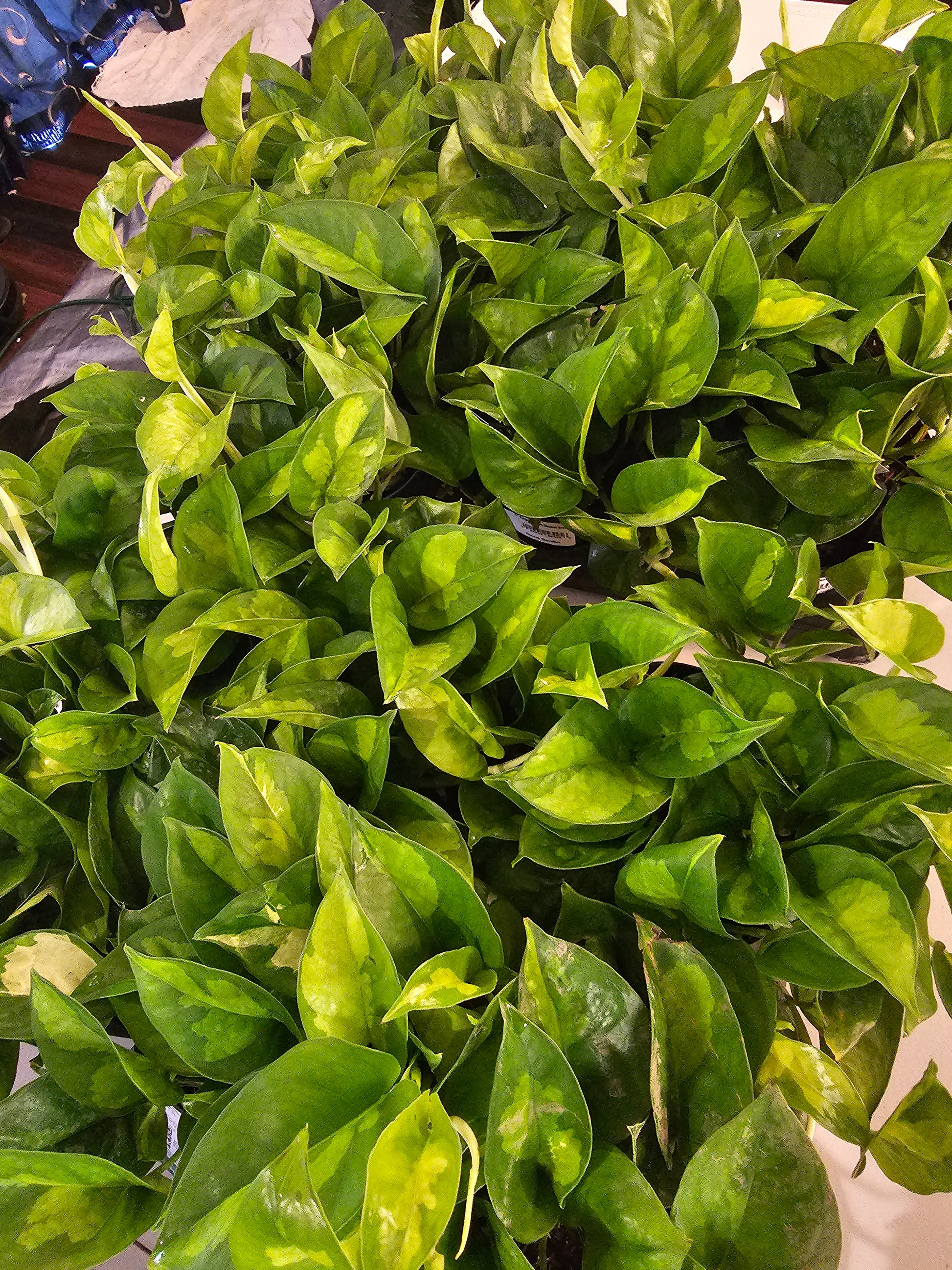 pothos global green Epipremnum Global Green in growers pot – Oasis Gardens