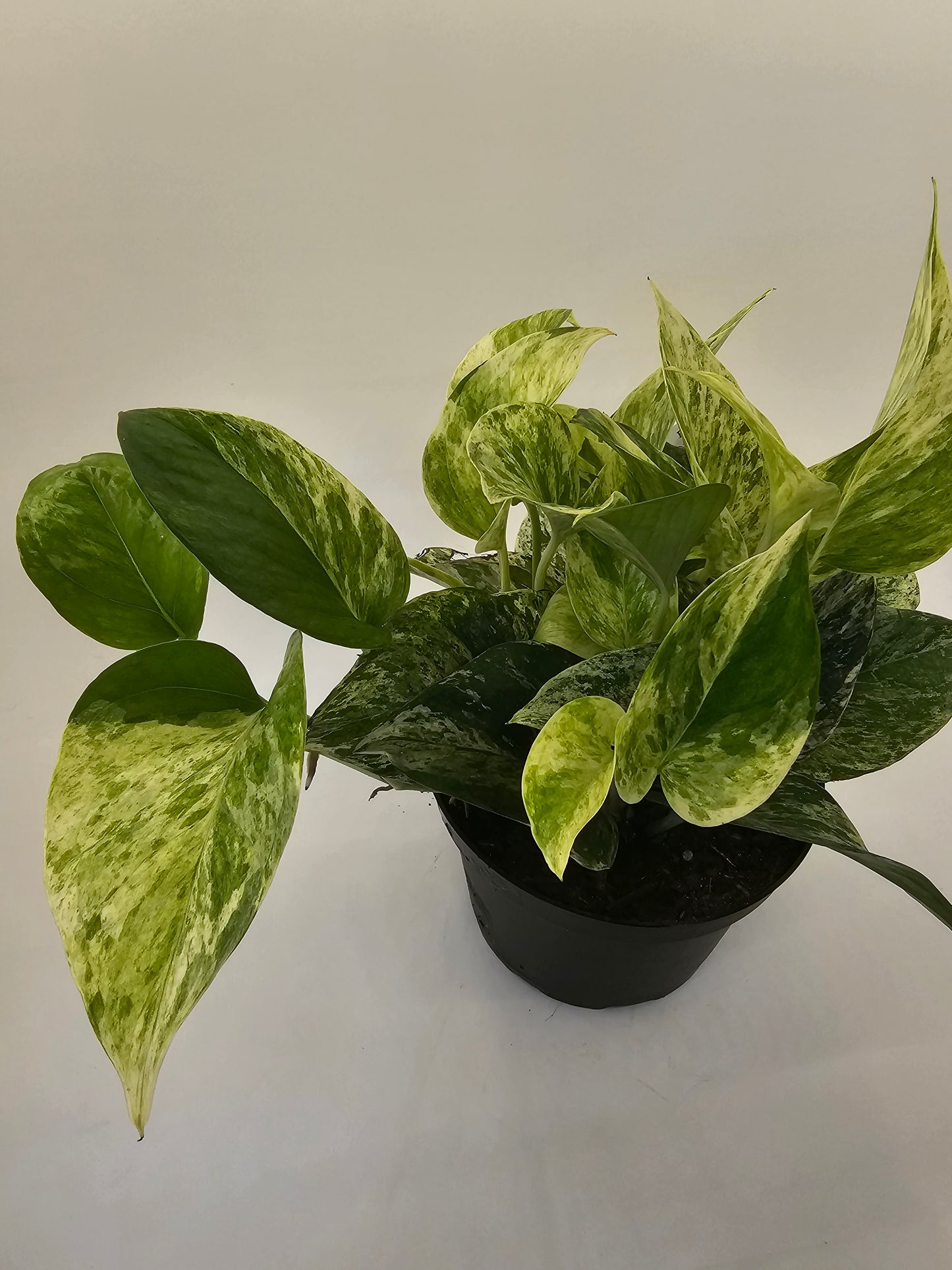 Marble Queen Pothos in growers pot