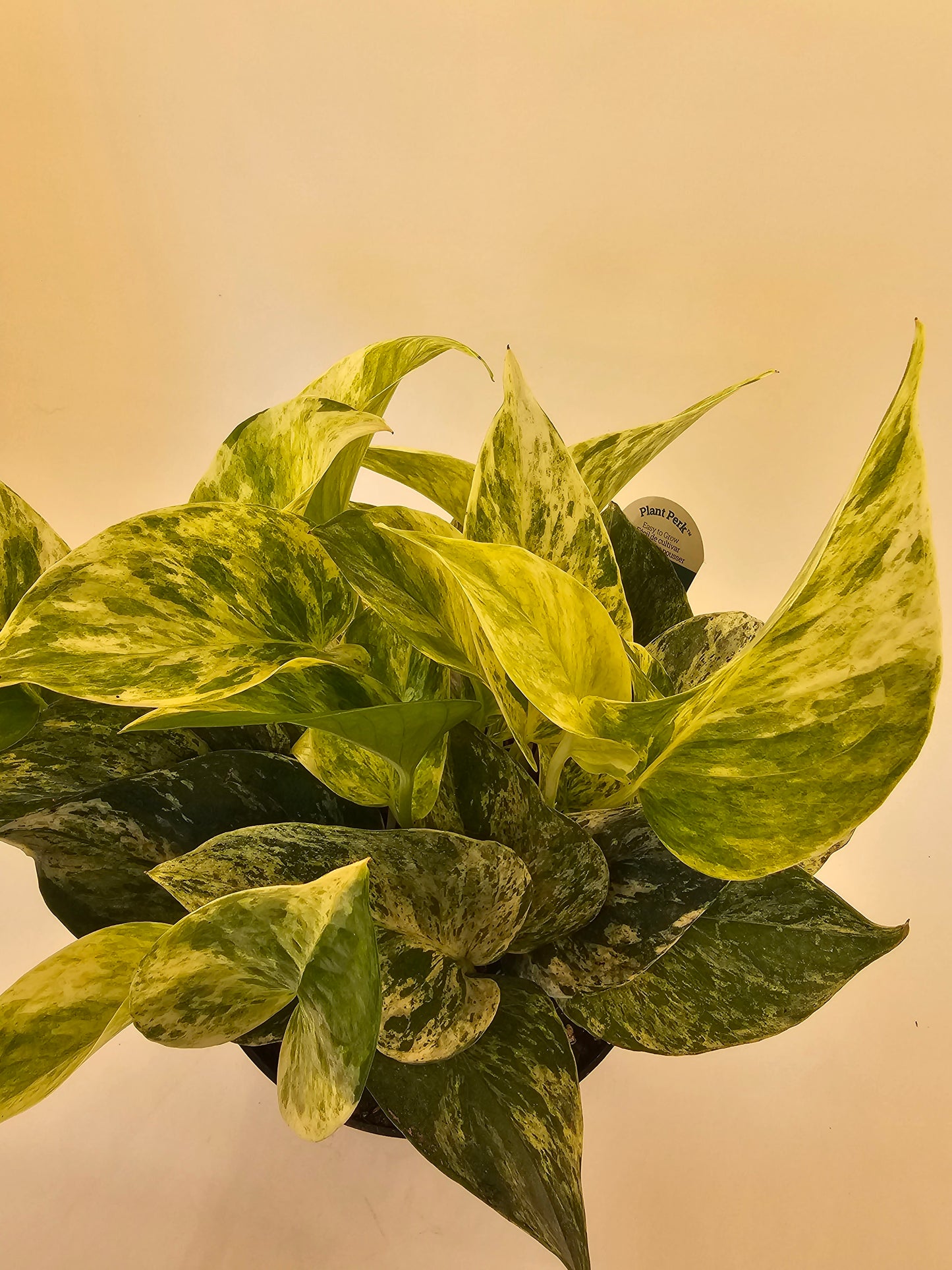Marble Queen Pothos in growers pot