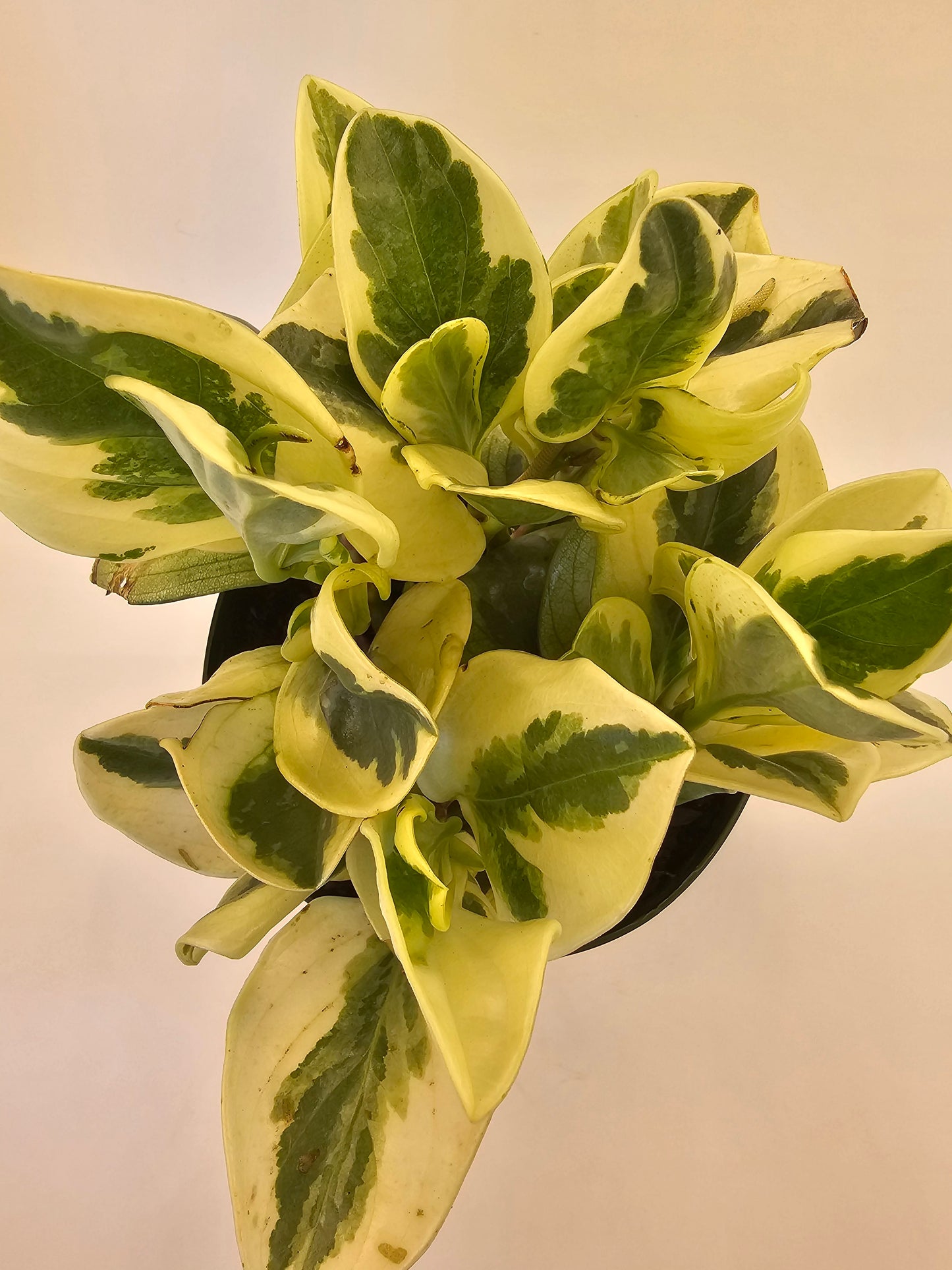 Peperomia Variegated in growers pot