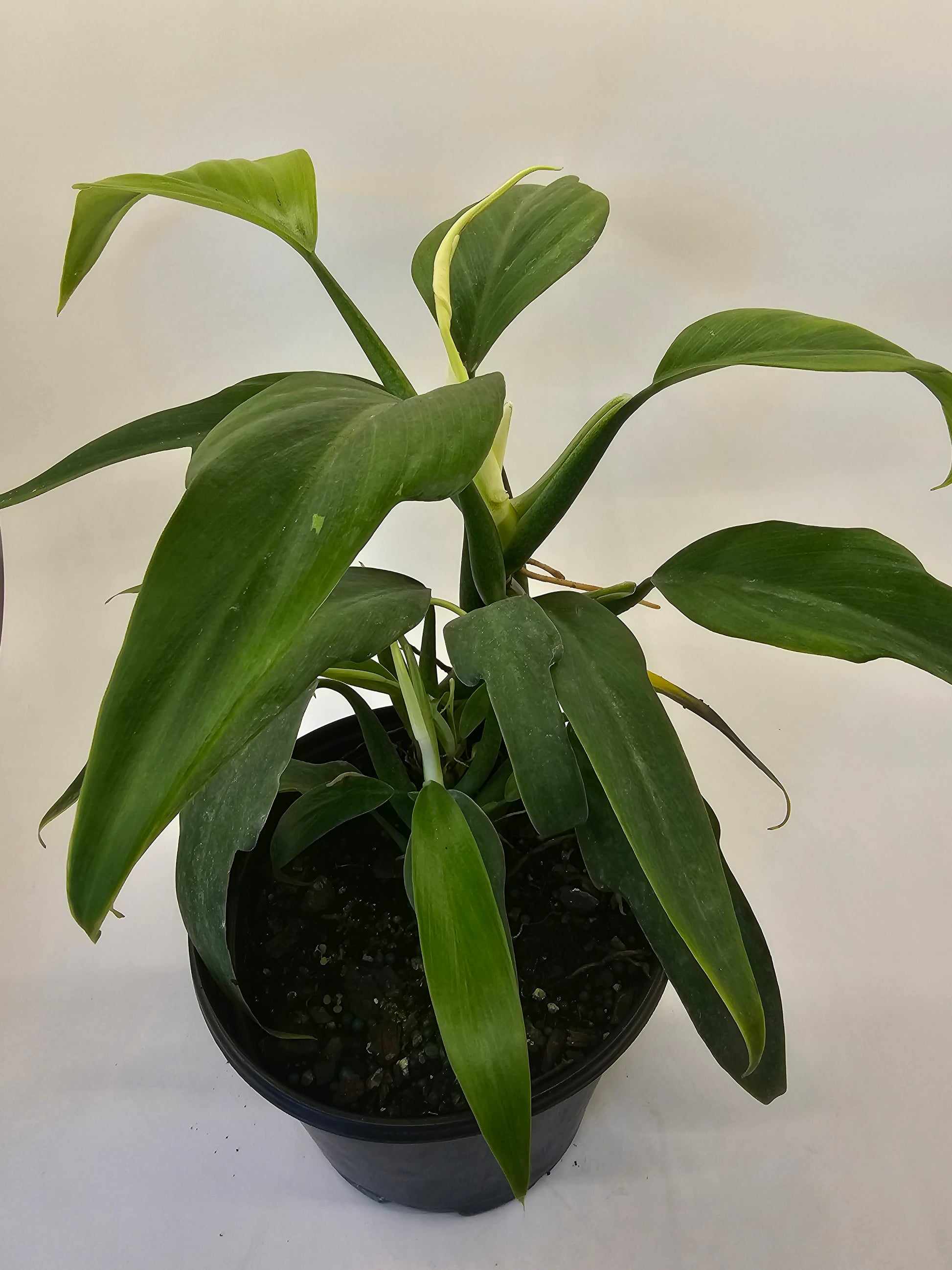 philodendron panduriforme fiddle leaf Philodendron Panduriforme in growers pot – Oasis Gardens