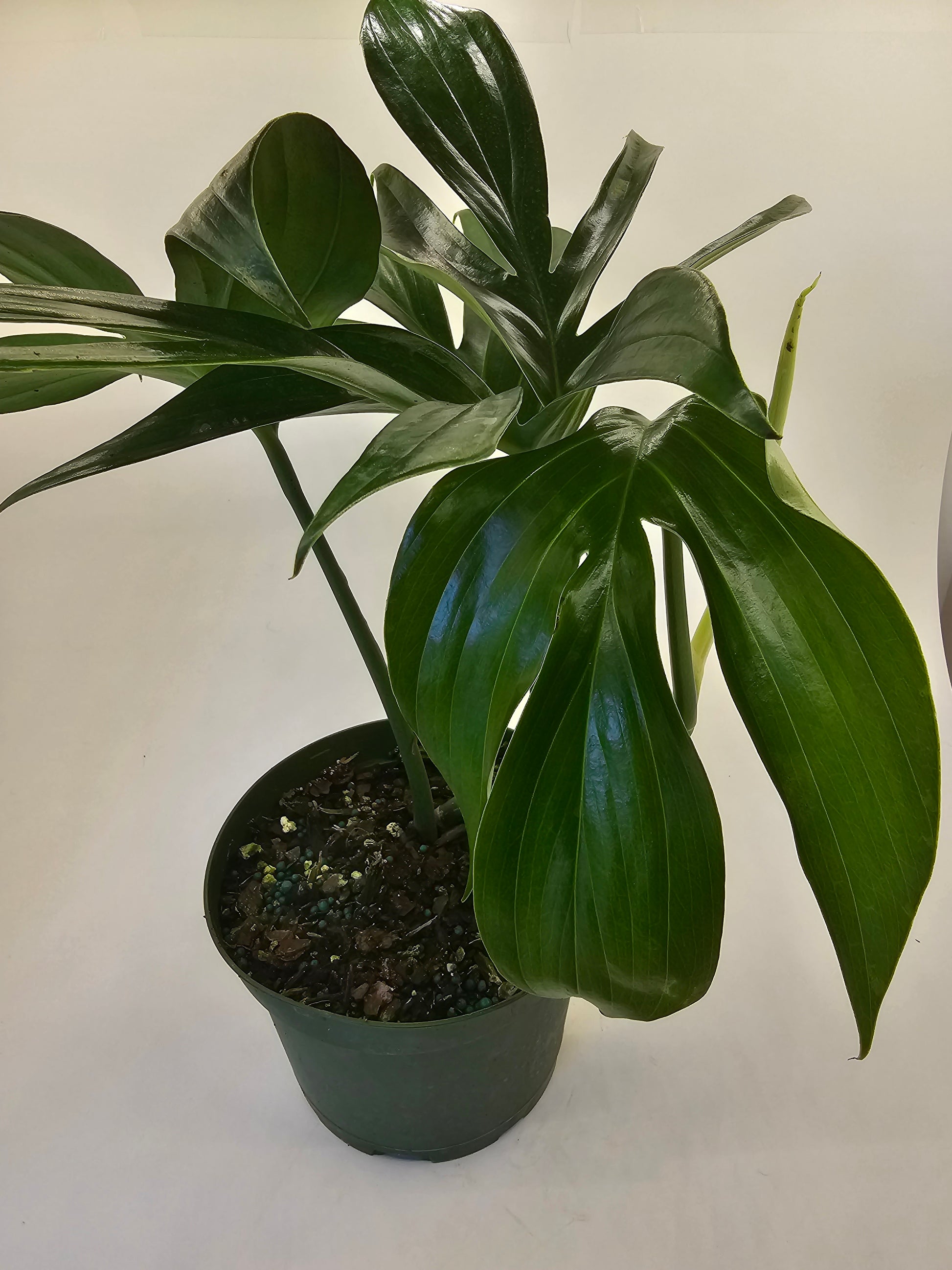 philodendron rhaphidophora Philodendron Rhaphidophora Decursiva in growers pot – Oasis Gardens