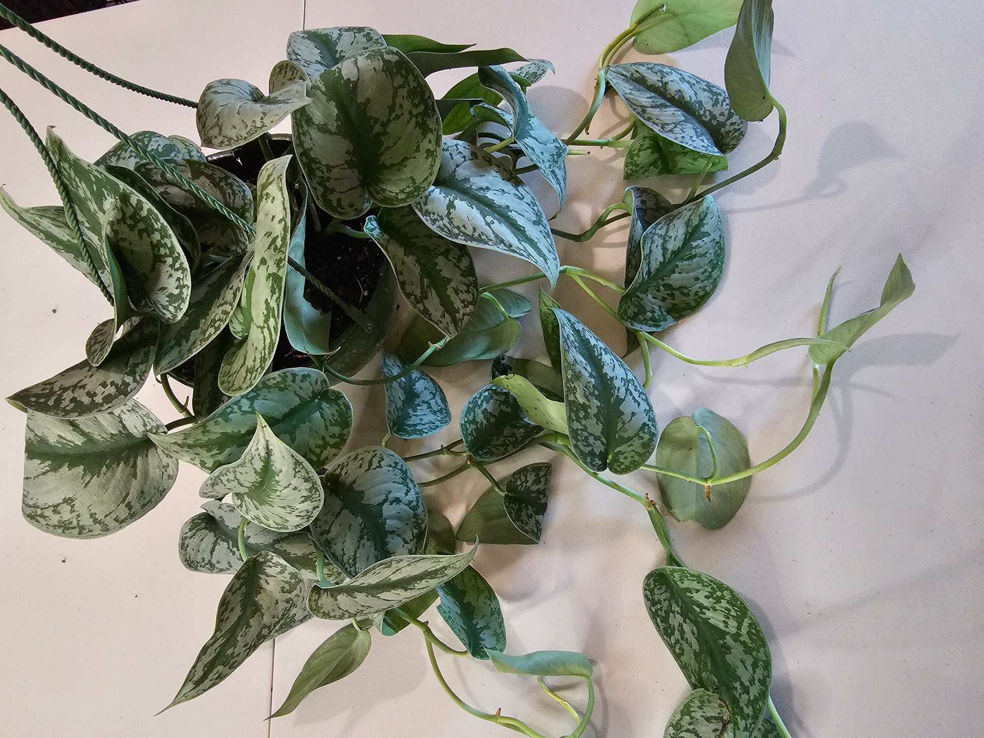 scindapsus hanging plant Scindapsus Pictus Exotica in 8" Hanging Basket – Oasis Gardens