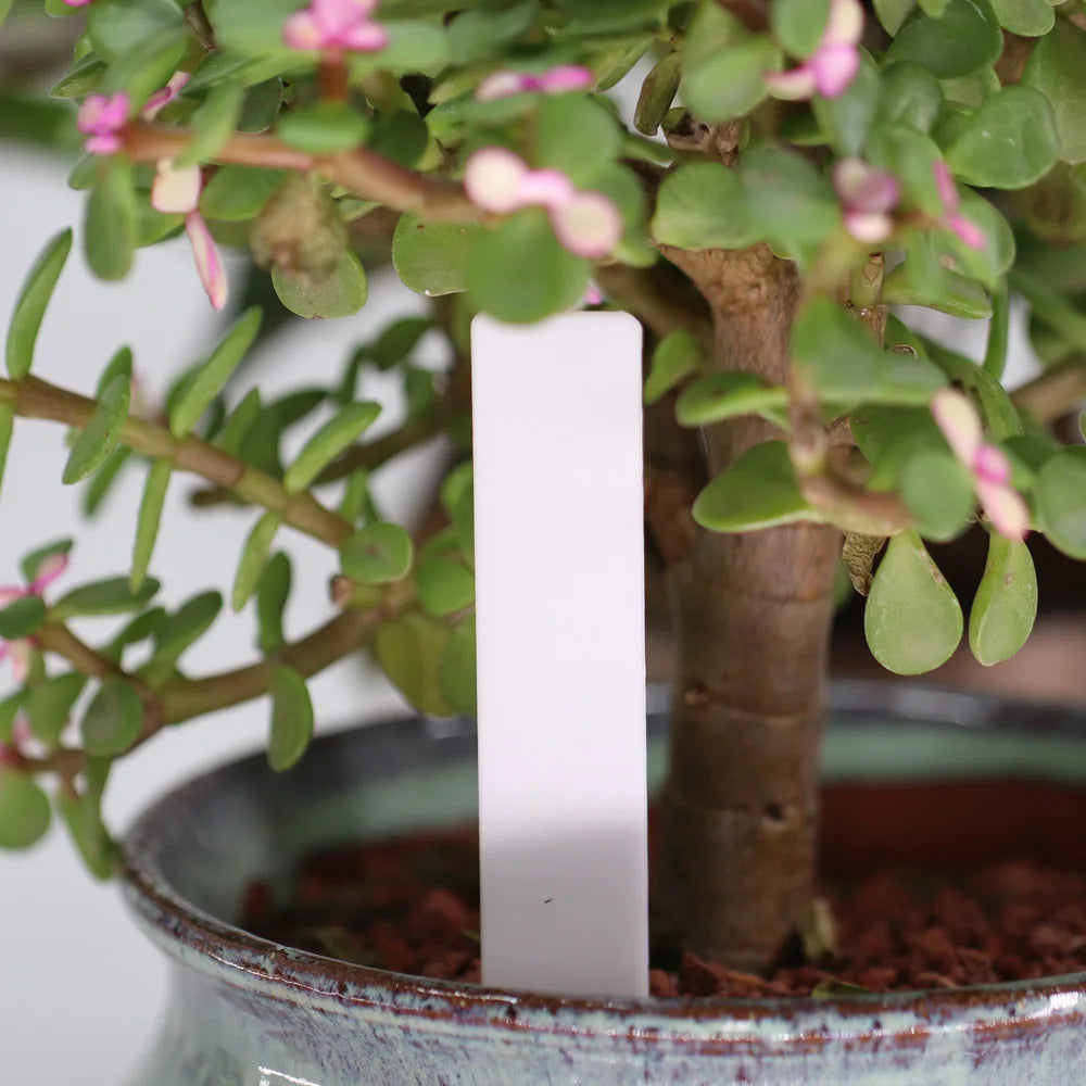 Many Types of White Plastic Garden Labels Anti UV Waterproof Plant Tags Nursery Potted Markers Re-usable Stakes Sign for Flowers