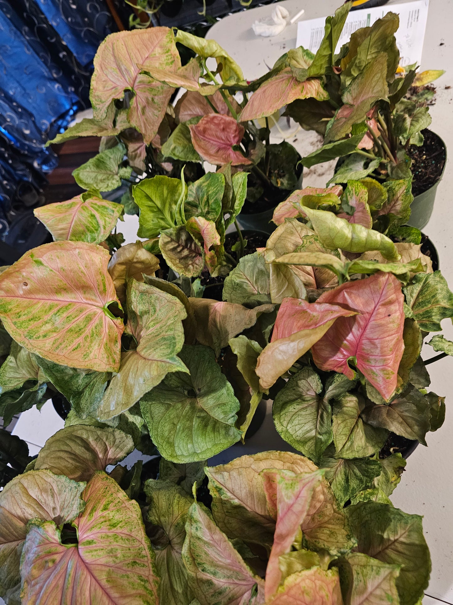 Syngonium Plum Allusion in growers pot
