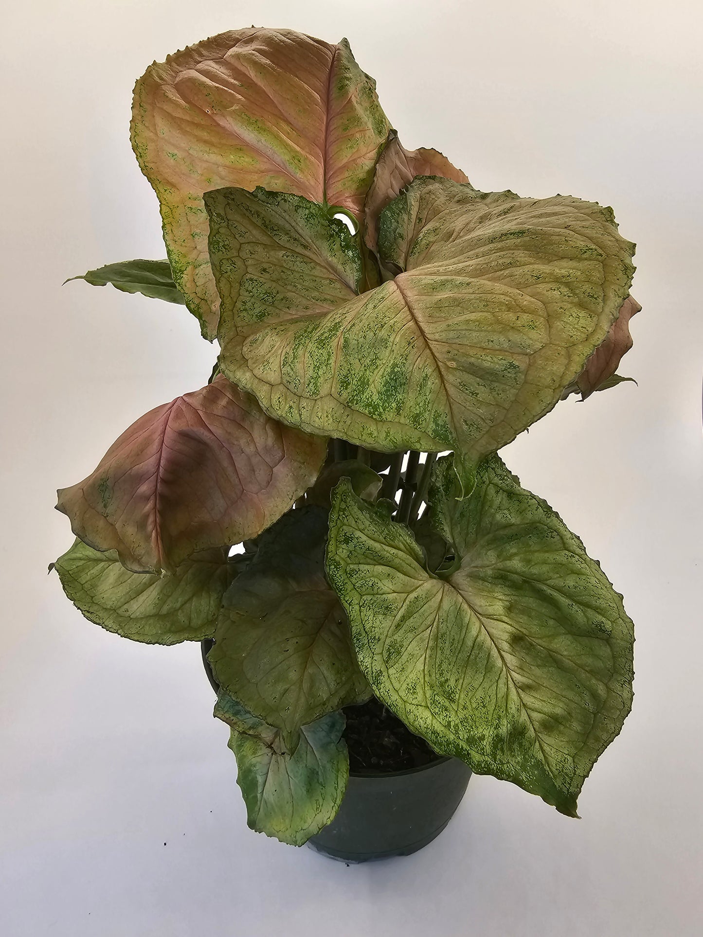 Syngonium Plum Allusion in growers pot