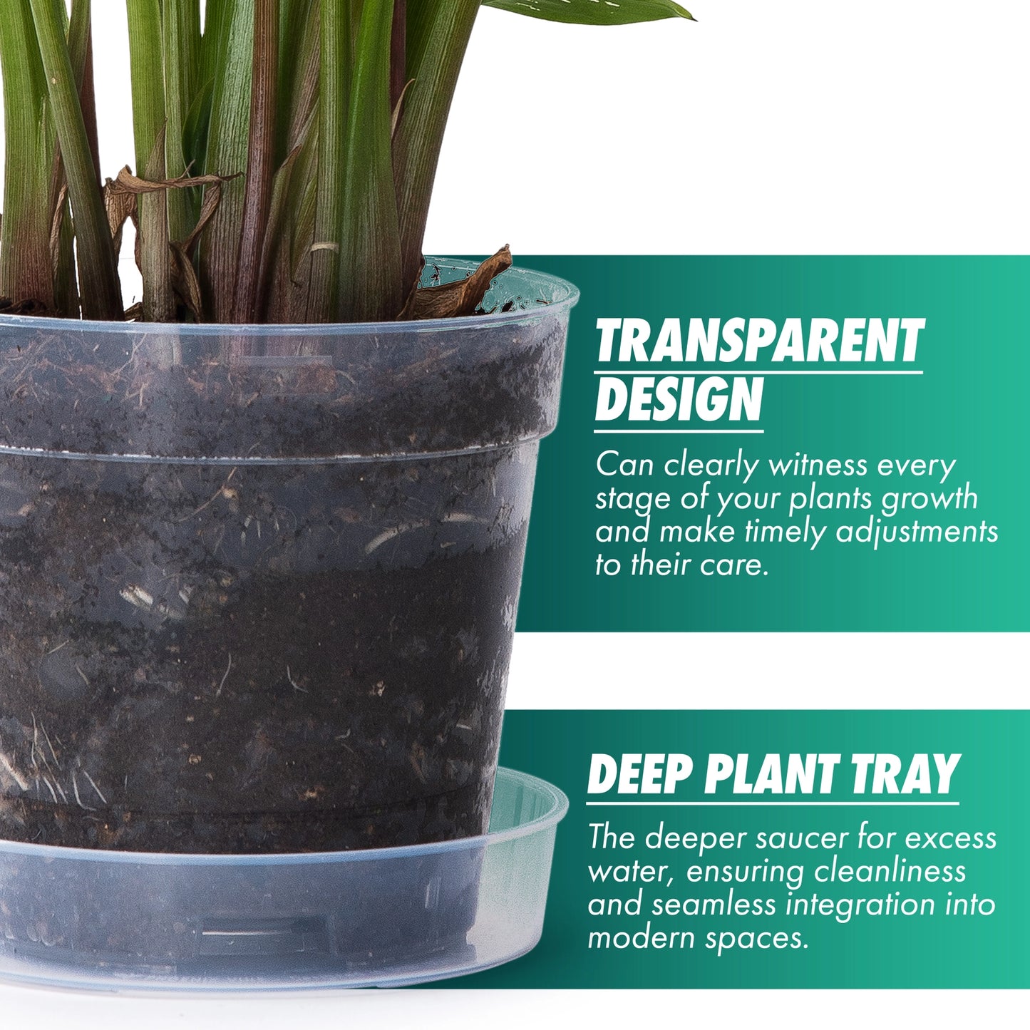 Clear Nursery Pot with An Interlocking Saucer, 4" X 3.5"